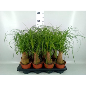 Beaucarnea recurvata
