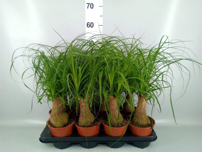 <h4>Beaucarnea recurvata</h4>