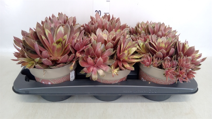 <h4>Sempervivum   ...</h4>
