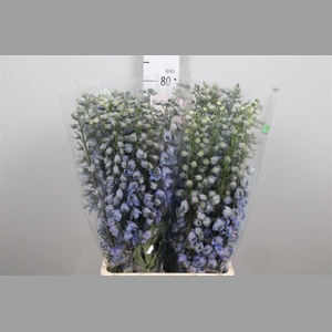 Delph Du Guard Lavender