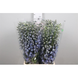 Delph Du Guard Lavender