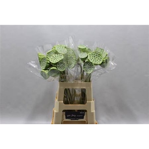 Nelumbo nucifera