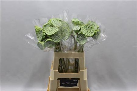 <h4>Nelumbo nucifera</h4>