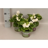 Begonia semp. Dubbel White