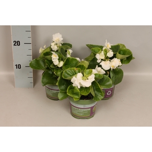 Begonia semp. Dubbel White