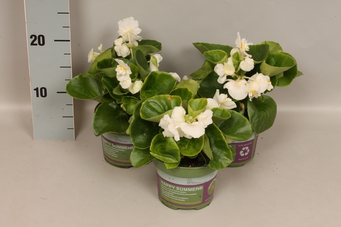 Begonia semp. Dubbel White