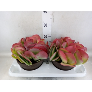 Kalanchoe NF thyrsiflora