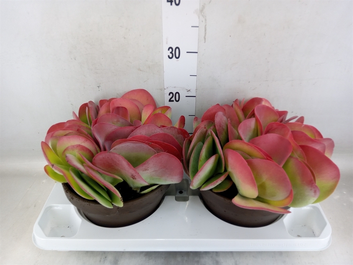 <h4>Kalanchoe NF thyrsiflora</h4>