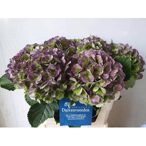 HYDR M CH VERE BL CL