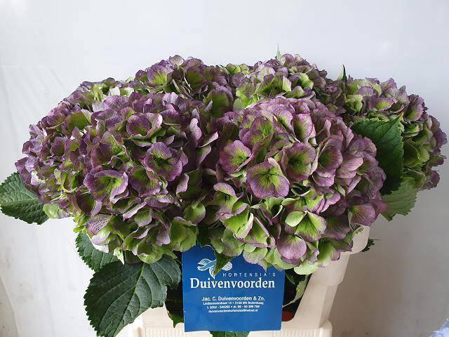 <h4>HYDR M CH VERE BL CL</h4>