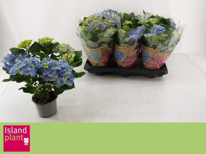 <h4>HYDR M EARLY BLUE</h4>