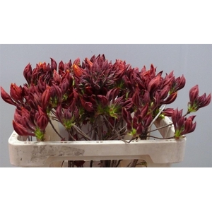 Rhodo ( Azalea ) Salmon Pink 50cm P Stem