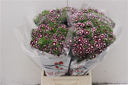 <h4>Dianthus Ba Aldo Nisida</h4>