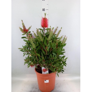 Callistemon citrinus