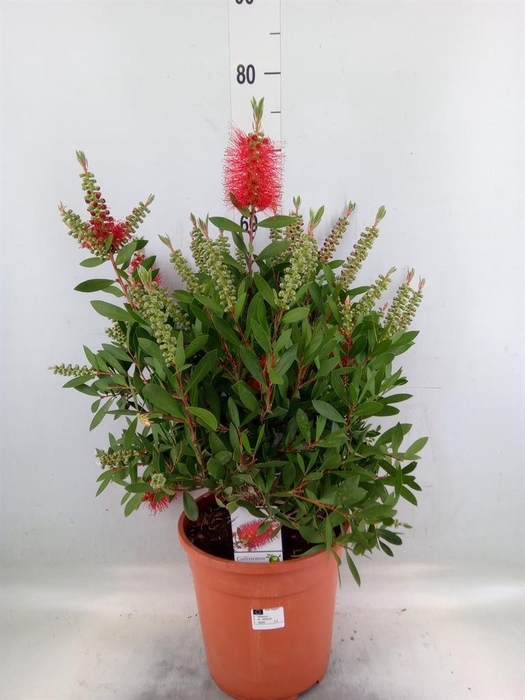 <h4>Callistemon citrinus</h4>