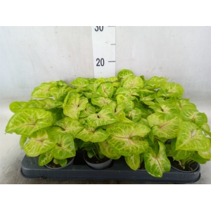 Syngonium  'Golden Allusion'