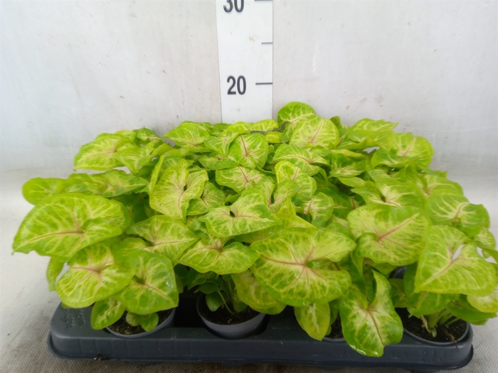 <h4>Syngonium  'Golden Allusion'</h4>