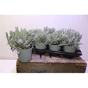 Lavandula Angust Cesp 14
