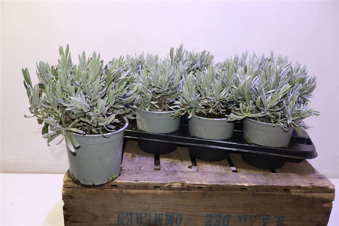 <h4>Lavandula Angust Cesp 14</h4>
