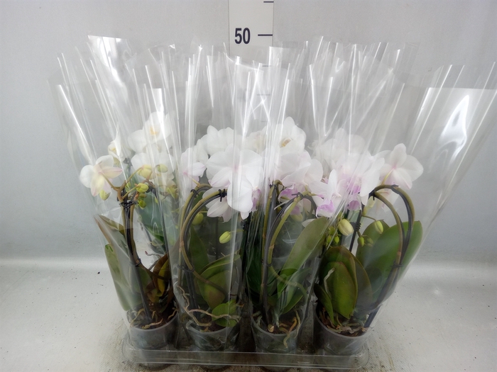 <h4>Phalaenopsis  'Elegant Cascade'</h4>