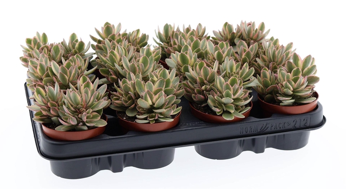 <h4>Crassula ...</h4>