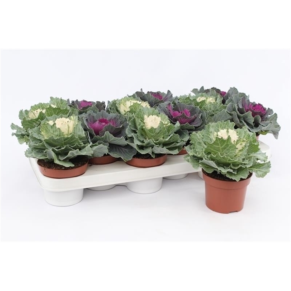 <h4>Brassica Glad</h4>