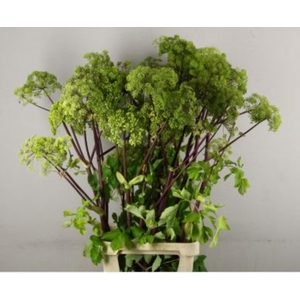 Angelica Gigas Groen