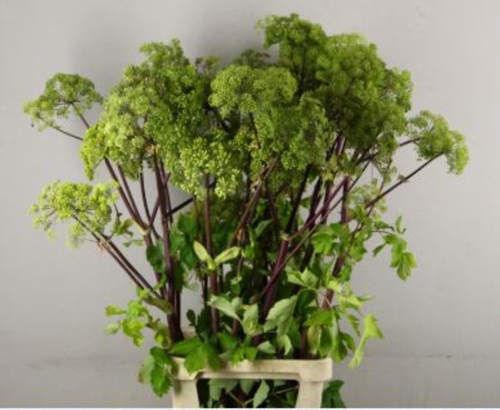 <h4>Angelica Gigas Groen</h4>