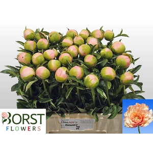PAEONIA HYBR. 'KINGS DAY'
