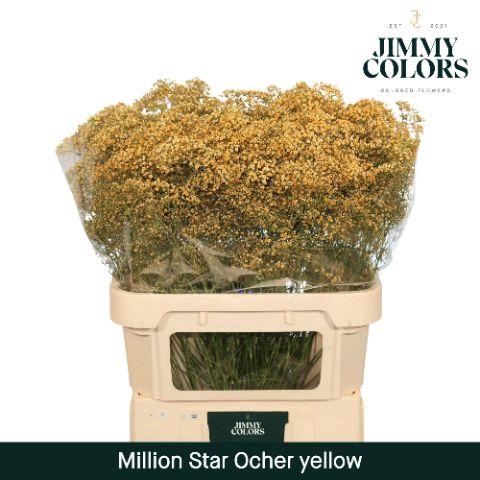 <h4>Gyps Million Star L80 Ocher yellow</h4>