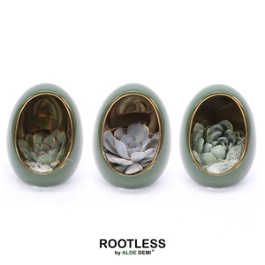 ROOTLESS Echeveria, Egg Green gold