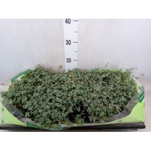 Pilea glaucophylla 'Greyzy'