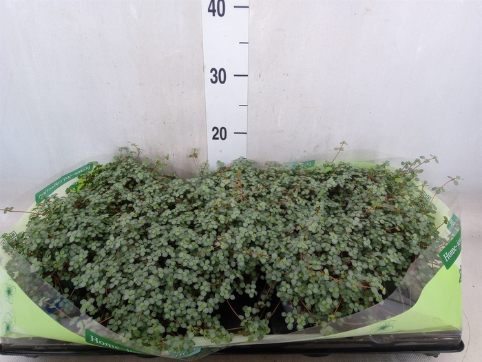 <h4>Pilea glaucophylla 'Greyzy'</h4>