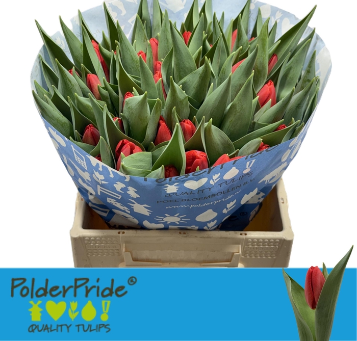 <h4>TU EN SPOT ON</h4>