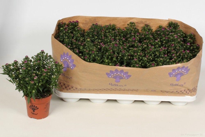 <h4>Aster SM. Pretty pink</h4>