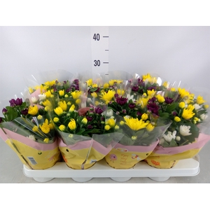 Chrysanthemum   ..mix 7