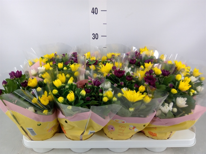 <h4>Chrysanthemum   ..mix 7</h4>