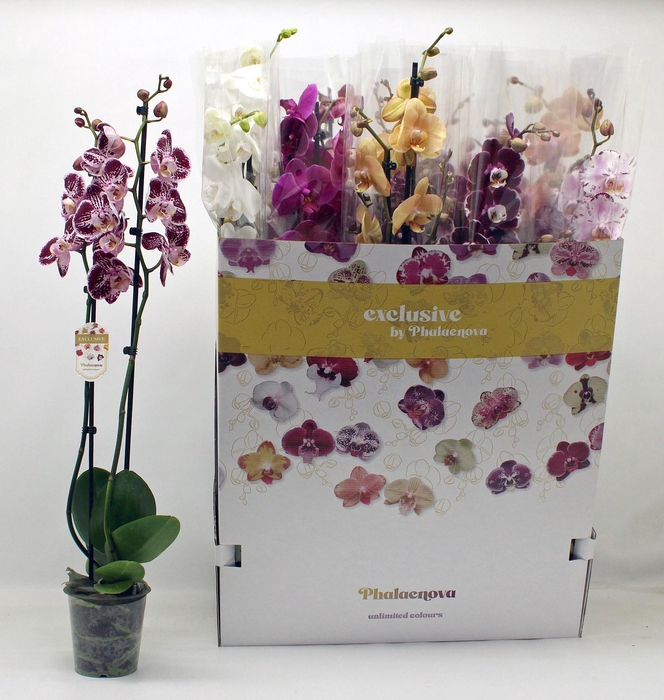 <h4>PHAL GEM 10 KL</h4>