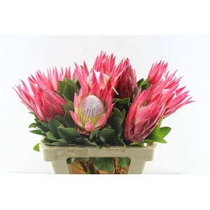 Protea Cy Madiba