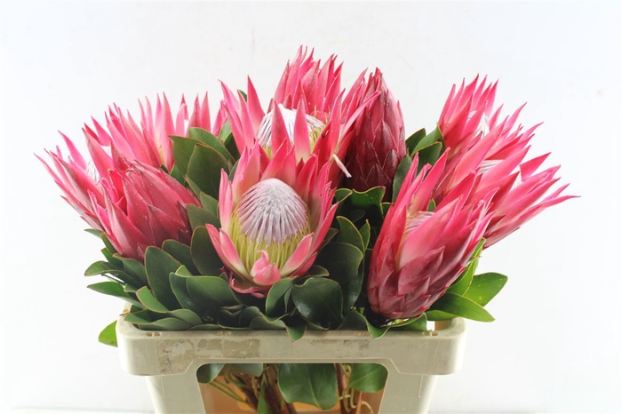 <h4>Protea Cy Madiba</h4>