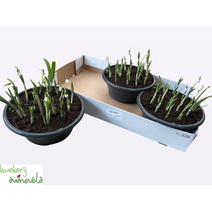 GALANTHUS NIV IN POT