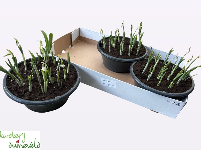 <h4>GALANTHUS NIV IN POT</h4>