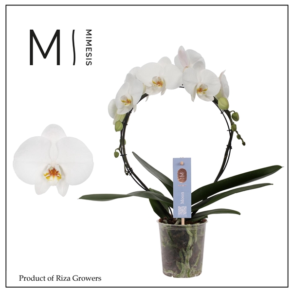 <h4>Mimesis Phal. Moon White - 16+ flowers 9cm</h4>