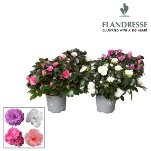 Azalea Flandresse® Premium Aiko 'gemengd' 22 - 25 cm
