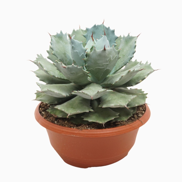 <h4>Cactus</h4>