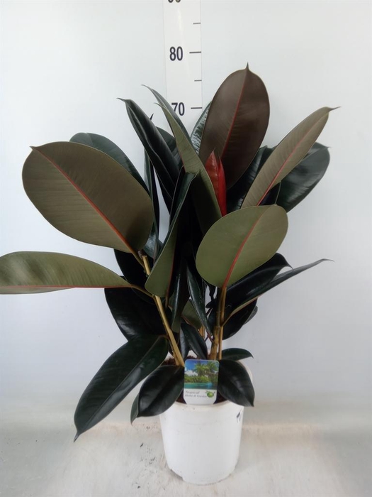 <h4>Ficus   ...</h4>