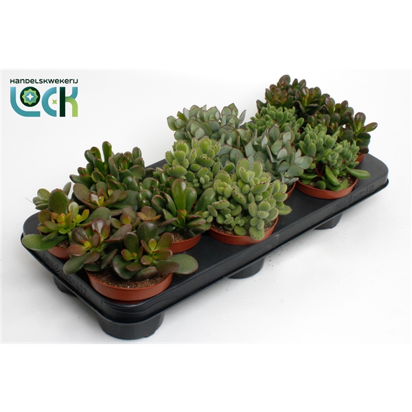 <h4>Crassula Mix</h4>