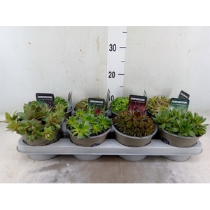 Sempervivum   ...mix