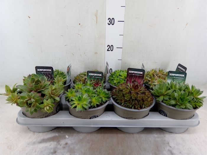 Sempervivum   ...mix