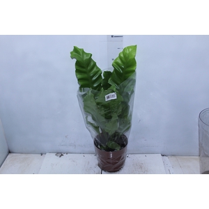 ASPLENIUM NIDUS P17